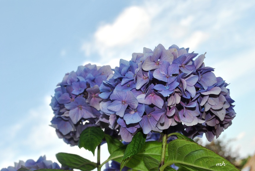 Loài hoa được rất nhiều người Việt chuộng trồng làm cảnh, có độc gây chết người - Ảnh 1.