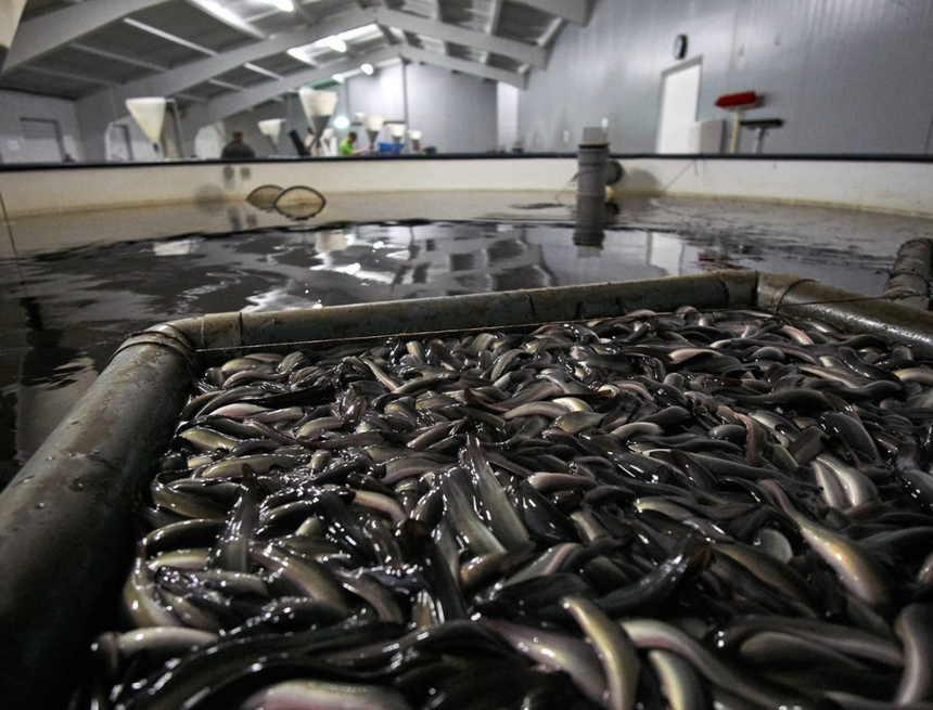 Một loại thực phẩm phổ biến ở Việt Nam, "sinh vật sống bị buôn bán nhiều nhất trên hành tinh" được kêu gọi loại bỏ khỏi thực đơn của người châu Âu - Ảnh 2. Một loại thực phẩm phổ biến ở Việt Nam, "sinh vật sống bị buôn bán nhiều nhất trên hành tinh" được kêu gọi loại bỏ khỏi thực đơn của người châu Âu - Ảnh 2.