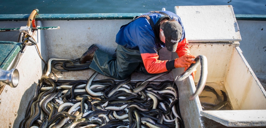 Một loại thực phẩm phổ biến ở Việt Nam, "sinh vật sống bị buôn bán nhiều nhất trên hành tinh" được kêu gọi loại bỏ khỏi thực đơn của người châu Âu - Ảnh 3. Một loại thực phẩm phổ biến ở Việt Nam, "sinh vật sống bị buôn bán nhiều nhất trên hành tinh" được kêu gọi loại bỏ khỏi thực đơn của người châu Âu - Ảnh 3.
