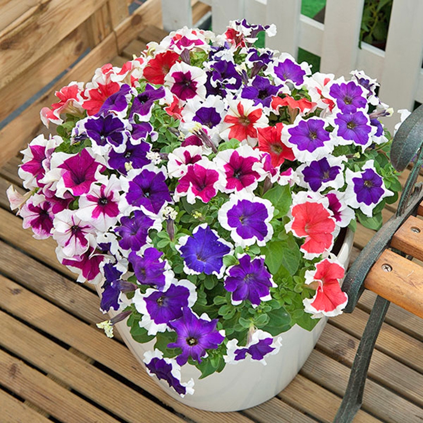 5 loại cây ra hoa quanh năm còn mang ý nghĩa may mắn, hút tiền tài cho gia chủ - Ảnh 2.