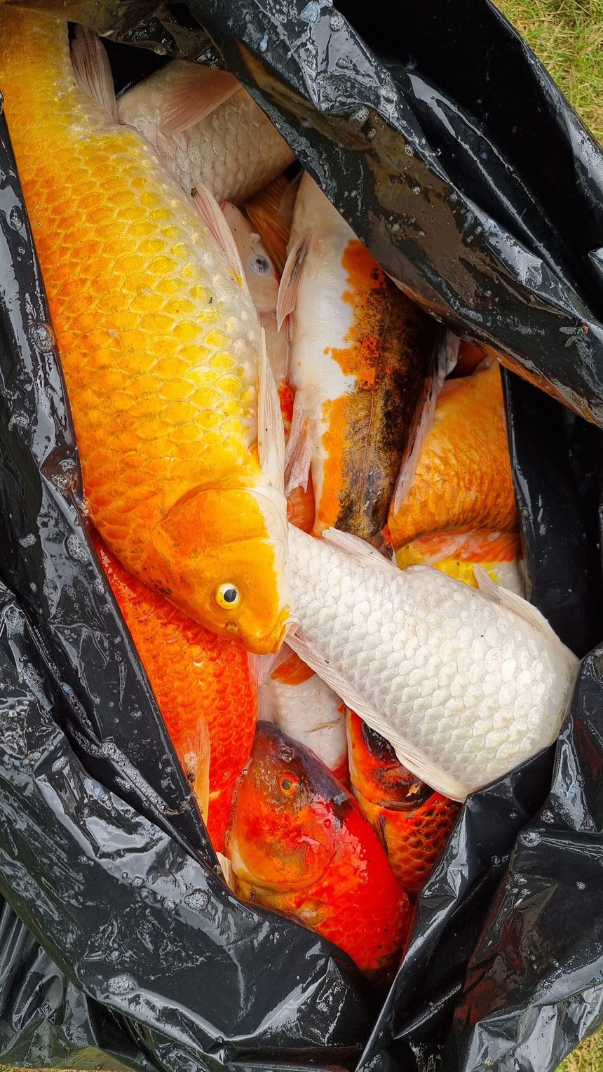 Con trai làm chết bể cá Koi quý giá hàng triệu đồng, NS Xuân Bắc có phản ứng bất ngờ - Ảnh 2.