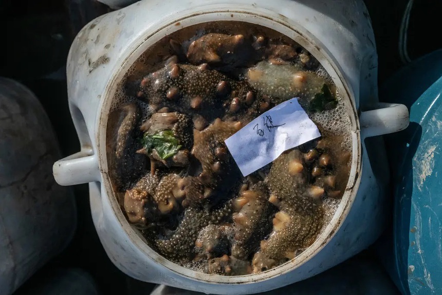 Sinh vật bị khai thác cạn kiệt ở Trung Quốc vì "cơn khát" của dân sành ăn: Việt Nam đang dẫn đầu thế giới về công nghệ sản xuất giống - Ảnh 3.