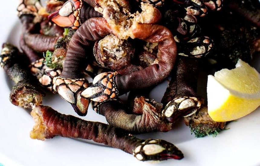 Đặc sản "ngón tay quỷ" khiến ngư dân Trung Quốc liều mạng khai thác: Vẻ ngoài kì dị, hương vị lạ lùng, giá bán lên tới 4 triệu đồng/kg - Ảnh 2. Đặc sản "ngón tay quỷ" khiến ngư dân Trung Quốc liều mạng khai thác: Vẻ ngoài kì dị, hương vị lạ lùng, giá bán lên tới 4 triệu đồng/kg - Ảnh 2.