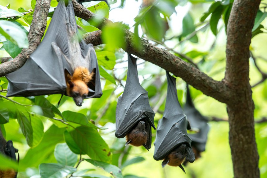 Bộ Y tế yêu cầu giám sát dịch Marburg có khả năng tử vong lên tới 88%: Nắm rõ ngay con đường lây truyền và dấu hiệu mắc bệnh để phòng ngừa - Ảnh 2. Bộ Y tế yêu cầu giám sát dịch Marburg có khả năng tử vong lên tới 88%: Nắm rõ ngay con đường lây truyền và dấu hiệu mắc bệnh để phòng ngừa - Ảnh 2.