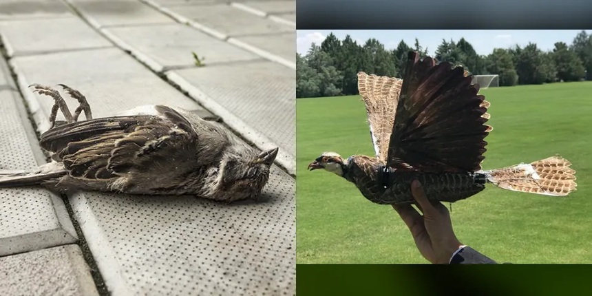 Vì sao người ta đang cố biến những chú chim đã "đăng xuất" thành... zombie? - Ảnh 1.