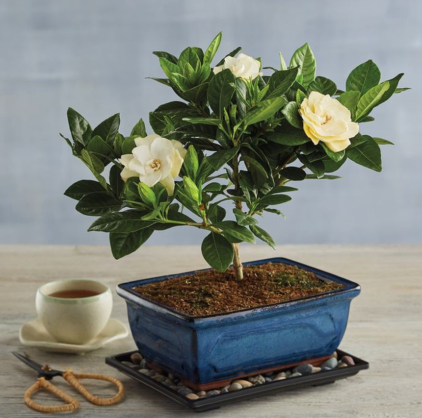 5 loại cây cảnh khử mùi hiệu quả giúp căn phòng luôn thơm ngát - Ảnh 1.