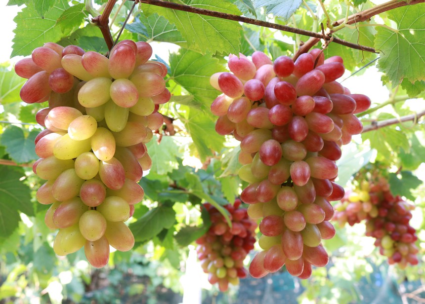 Du lịch Việt Nam: Lễ hội Nho và Vang Ninh Thuận sẽ diễn ra vào tháng 6 - Ảnh 2.