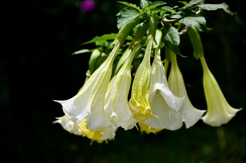 Loại hoa cực đẹp có độc, gắn với cái tên 'hơi thở của quỷ' nhiều người Việt trồng làm cảnh - Ảnh 1.
