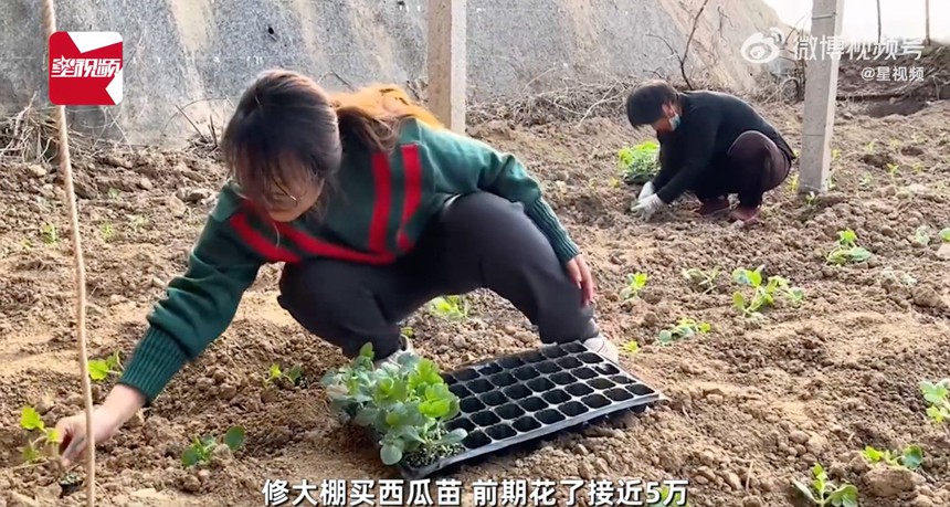 Từ bỏ tấm bằng thủ khoa đại học cùng mức lương khủng, cô gái vẫn quyết “bỏ phố về quê” trồng dưa với thu nhập bằng 1/10 lương cũ vì một lý do - Ảnh 1.