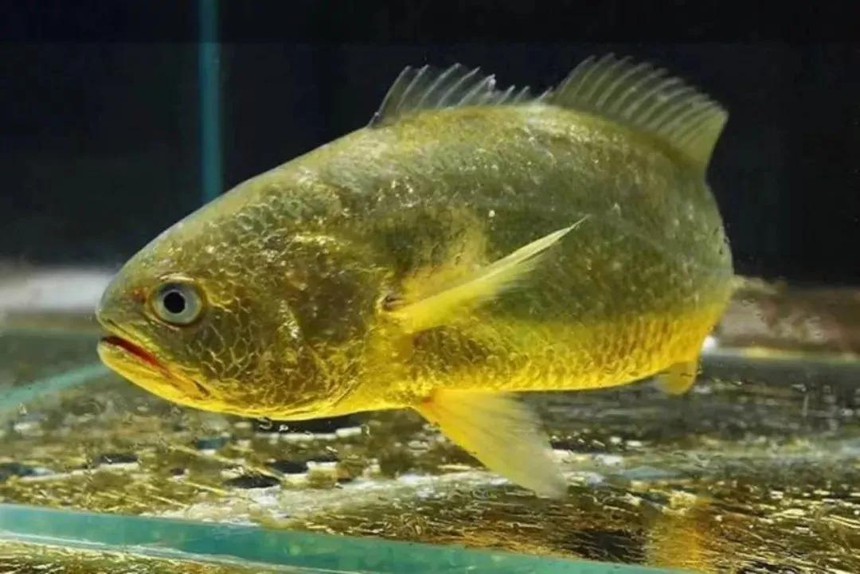 Phát tài chỉ sau 1 đêm nhờ loại cá “chất lượng”: 4.900 cân bán được 33 tỷ đồng, vì yếu tố này mà giá tăng chóng mặt - Ảnh 3. Phát tài chỉ sau 1 đêm nhờ loại cá “chất lượng”: 4.900 cân bán được 33 tỷ đồng, vì yếu tố này mà giá tăng chóng mặt - Ảnh 3.