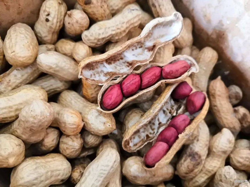 Đậu phộng là thủ phạm tiếp tay cho ung thư? Bác sĩ cảnh báo 5 kiểu người sau thèm đến mấy cũng không ăn - Ảnh 1.