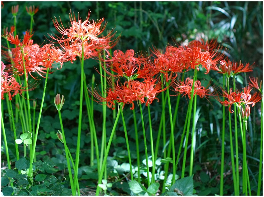 Có 3 loại hoa 'đốt tiền' chớ dại mua về nhà chưng, tránh chặn đứng tài lộc của gia chủ  - Ảnh 6.