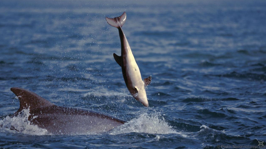 Người phụ nữ bị cá heo cắn suýt chết: Mặt tối ác độc của loài cá thông minh nhất thế giới, thích săn lùng con cái để giao phối bầy đàn và thảm sát cá heo con - Ảnh 4.