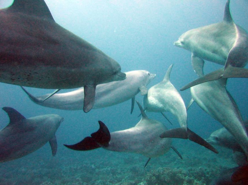 Người phụ nữ bị cá heo cắn suýt chết: Mặt tối ác độc của loài cá thông minh nhất thế giới, thích săn lùng con cái để giao phối bầy đàn và thảm sát cá heo con - Ảnh 3.