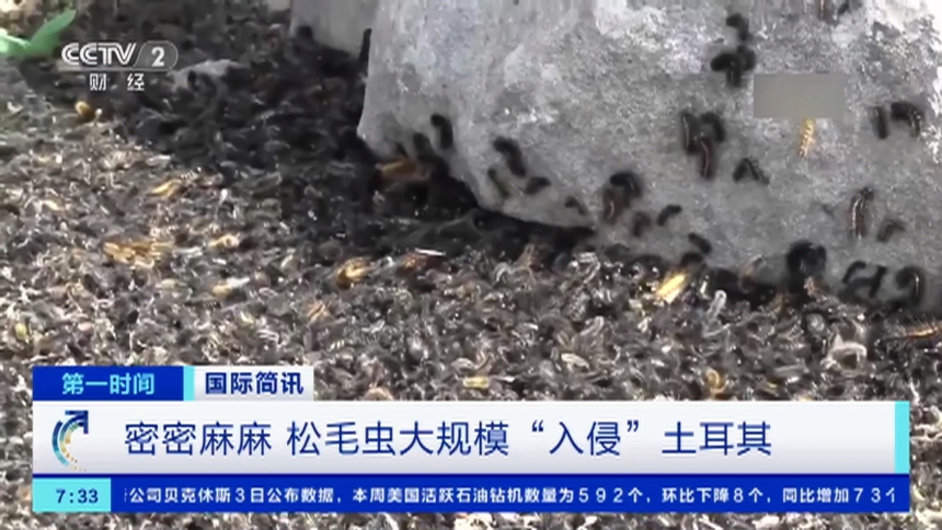 Thảm họa sau động đất lịch sử ở Thổ Nhĩ Kỳ: Hàng triệu con sâu róm đổ bộ, hình ảnh khiến ai cũng "rùng mình" - Ảnh 4.