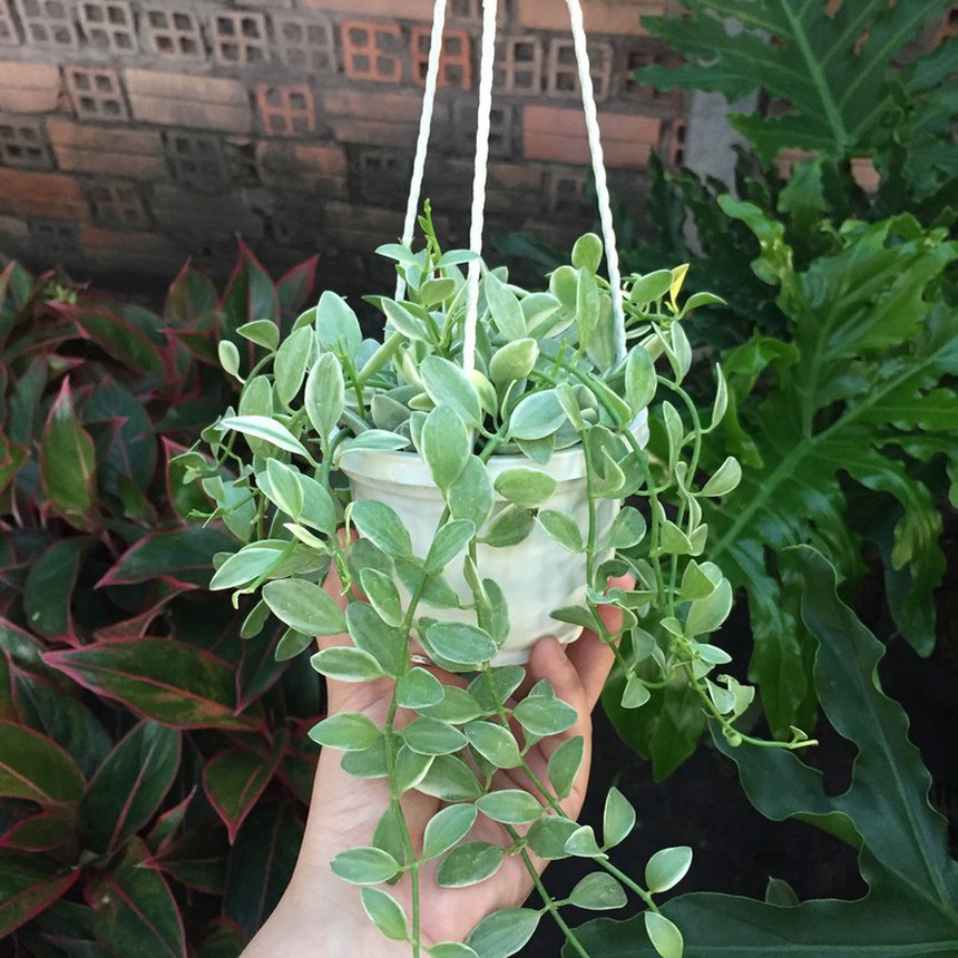 5 loại cây này trồng ở ban công để chiêu tài, càng tươi tốt gia chủ càng phát tài  - Ảnh 3.