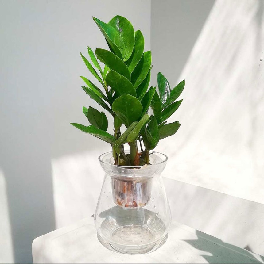 5 loại cây này trồng ở ban công để chiêu tài, càng tươi tốt gia chủ càng phát tài  - Ảnh 2.