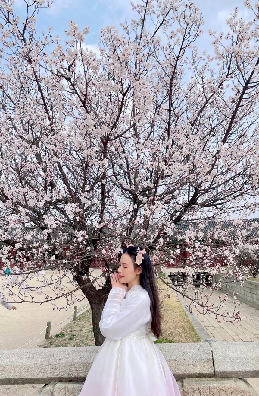 Loạt sao Việt 'săn' hoa anh đào: Phương Oanh - Shark Bình né chụp chung, Minh Hằng xinh đẹp giữa thai kì - Ảnh 1.