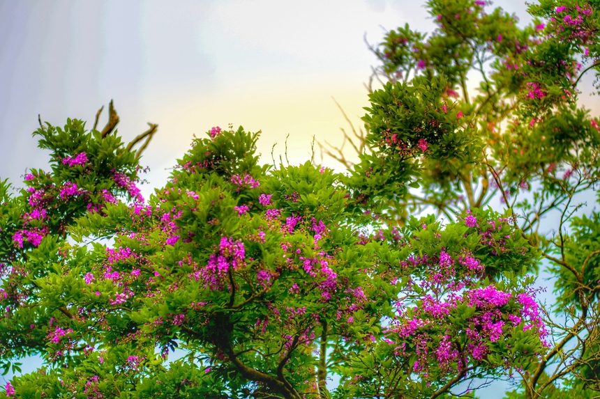 Bán đảo Sơn Trà (thành phố Đà Nẵng) rực rỡ sắc hoa - Ảnh 4. Bán đảo Sơn Trà (thành phố Đà Nẵng) rực rỡ sắc hoa - Ảnh 4.