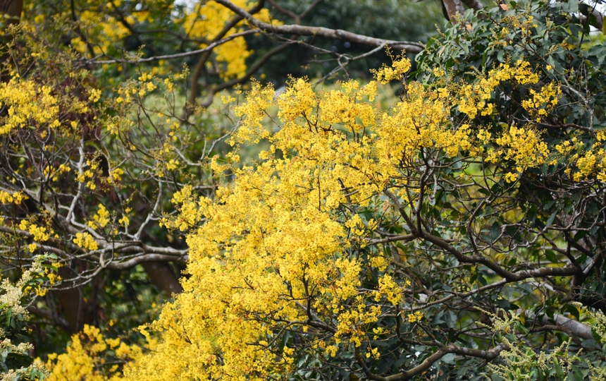 Bán đảo Sơn Trà (thành phố Đà Nẵng) rực rỡ sắc hoa - Ảnh 8. Bán đảo Sơn Trà (thành phố Đà Nẵng) rực rỡ sắc hoa - Ảnh 8.