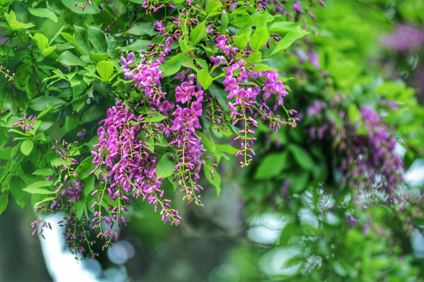 Bán đảo Sơn Trà (thành phố Đà Nẵng) rực rỡ sắc hoa - Ảnh 6. Bán đảo Sơn Trà (thành phố Đà Nẵng) rực rỡ sắc hoa - Ảnh 6.