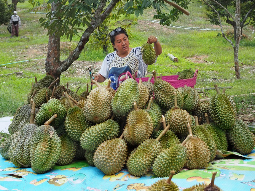 Nông dân Thái Lan lo lắng vấp phải đối thủ mạnh: Sầu riêng Việt Nam xuất khẩu sang Trung Quốc có quá nhiều lợi thế - Ảnh 1. Nông dân Thái Lan lo lắng vấp phải đối thủ mạnh: Sầu riêng Việt Nam xuất khẩu sang Trung Quốc có quá nhiều lợi thế - Ảnh 1.