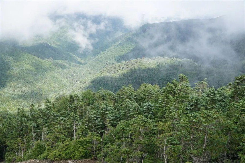 Mua đất rừng giá rẻ như cho, người đàn ông giàu sụ từ tiền đền bù trả đều đặn hàng năm: Ngồi không đếm cột điện nhân thành tiền cũng đủ sống - Ảnh 1. Mua đất rừng giá rẻ như cho, người đàn ông giàu sụ từ tiền đền bù trả đều đặn hàng năm: Ngồi không đếm cột điện nhân thành tiền cũng đủ sống - Ảnh 1.