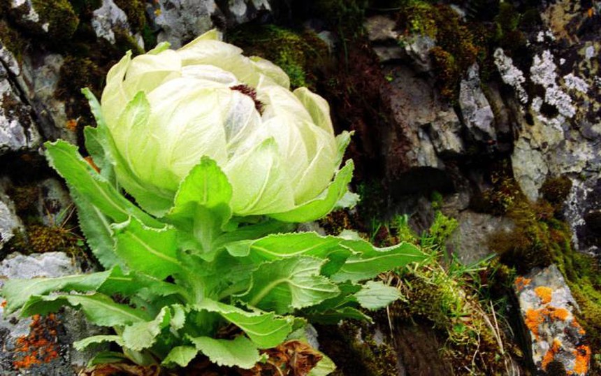 "Bách Thảo Chi Vương" trong truyền thuyết giá gần 100 triệu đồng/kg, được giới nhà giàu Việt săn lùng để bồi bổ sức khỏe - Ảnh 1.