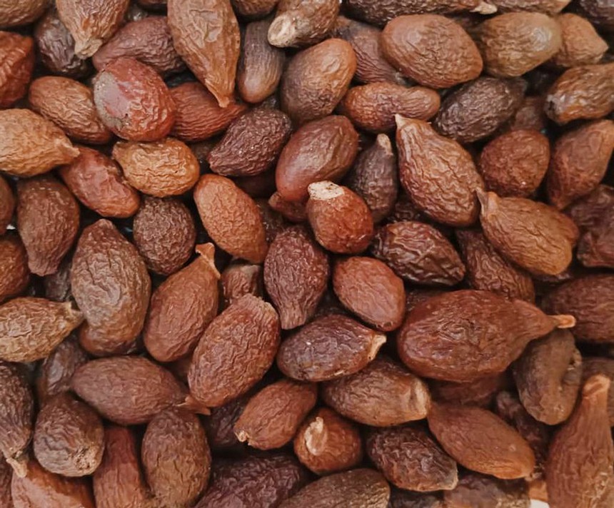 'Lộc trời' ở Việt Nam 4 năm mới có 1 lần: Trung Quốc săn lùng, gây 'cơn sốt lạ' - Ảnh 2. 'Lộc trời' ở Việt Nam 4 năm mới có 1 lần: Trung Quốc săn lùng, gây 'cơn sốt lạ' - Ảnh 2.