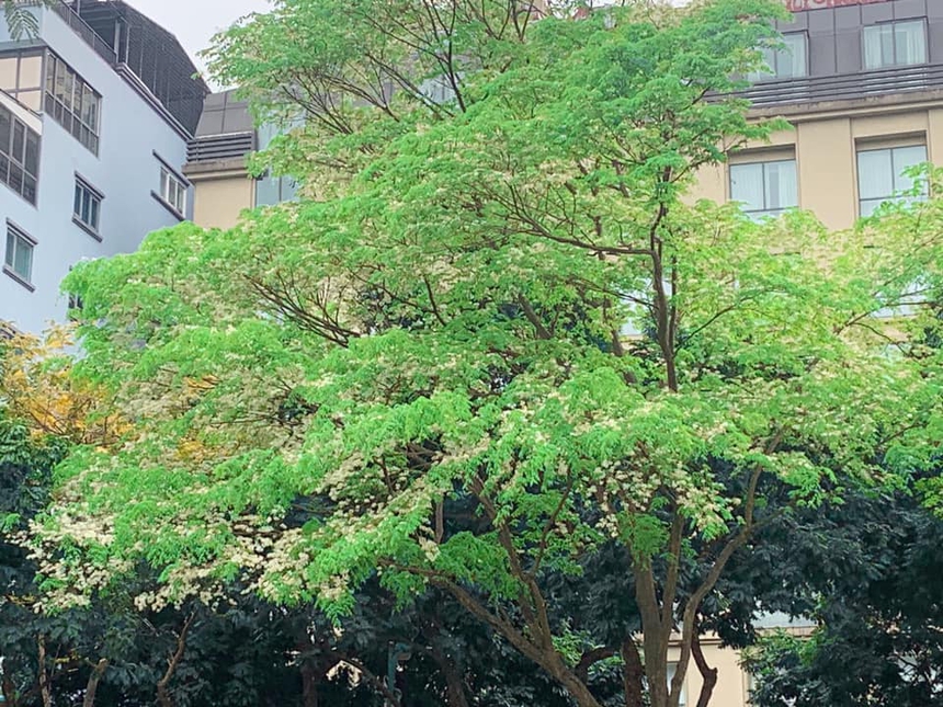 Trường có cảnh quan đẹp tại Hà Nội - Ảnh 1. Trường có cảnh quan đẹp tại Hà Nội - Ảnh 1.