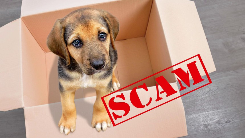 Lừa đảo 'Cún cưng săn mồi': Nhiều người mất tiền chỉ sau vài giây, Google phát cảnh báo khẩn - Ảnh 2.