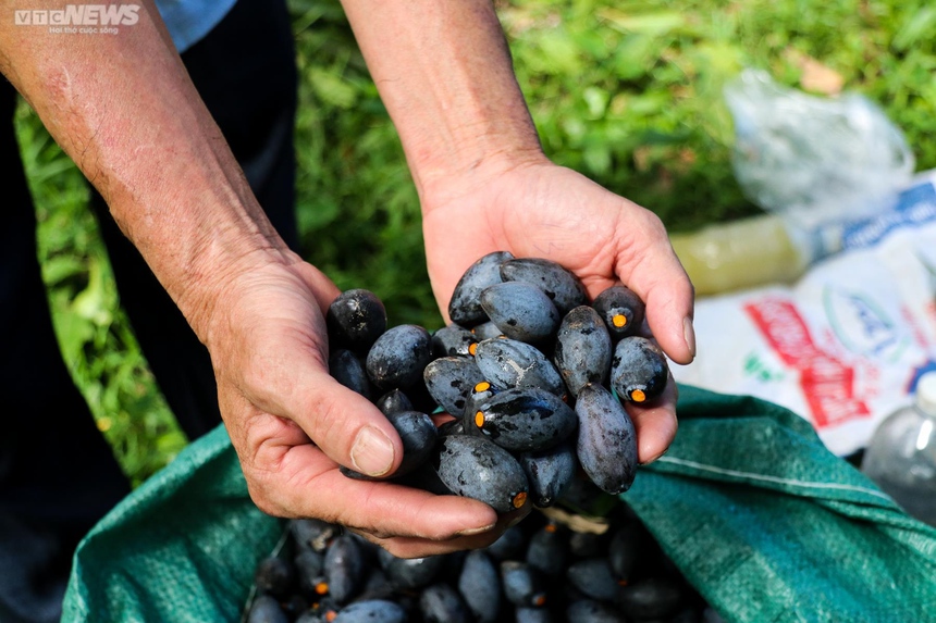 Một loại quả 'xưa không ai nhặt' ở Việt Nam bỗng hóa 'vàng đen': Trung Quốc lùng mua với giá cao gấp 5 lần, đặt trước cả 10 năm - Ảnh 1.