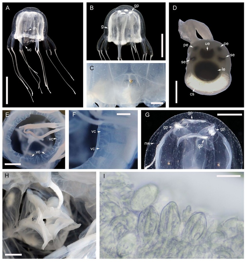 Một loài sinh vật kỳ lạ, sở hữu 12 đôi mắt bất ngờ được phát hiện trong một ao tù - Ảnh 4.