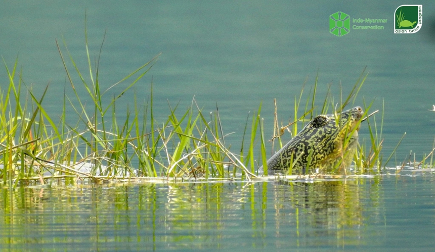 Xác nhận 1 cá thể rùa hồ Đồng Mô bị chết - Ảnh 1. Xác nhận 1 cá thể rùa hồ Đồng Mô bị chết - Ảnh 1.