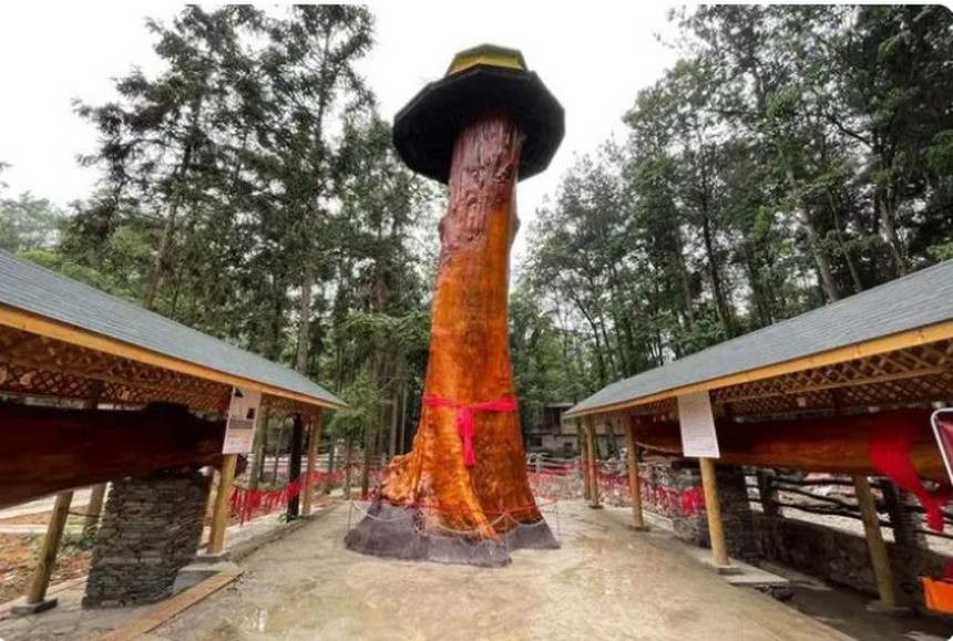 Loài cây quý hiếm 2.600 năm tuổi: Cành lá rụng xuống được mang về thờ, 11 đối tượng bị kết án vì khoét trộm gỗ từ thân cây - Ảnh 2. Loài cây quý hiếm 2.600 năm tuổi: Cành lá rụng xuống được mang về thờ, 11 đối tượng bị kết án vì khoét trộm gỗ từ thân cây - Ảnh 2.