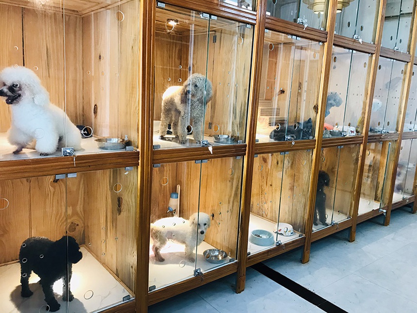 Kiên quyết cấm con mang chó cưng về nhà dịp nghỉ lễ, ông bố “quay xe” phút chót khiến con trai ngỡ ngàng: Đâu mới là “con ruột”? - Ảnh 2.