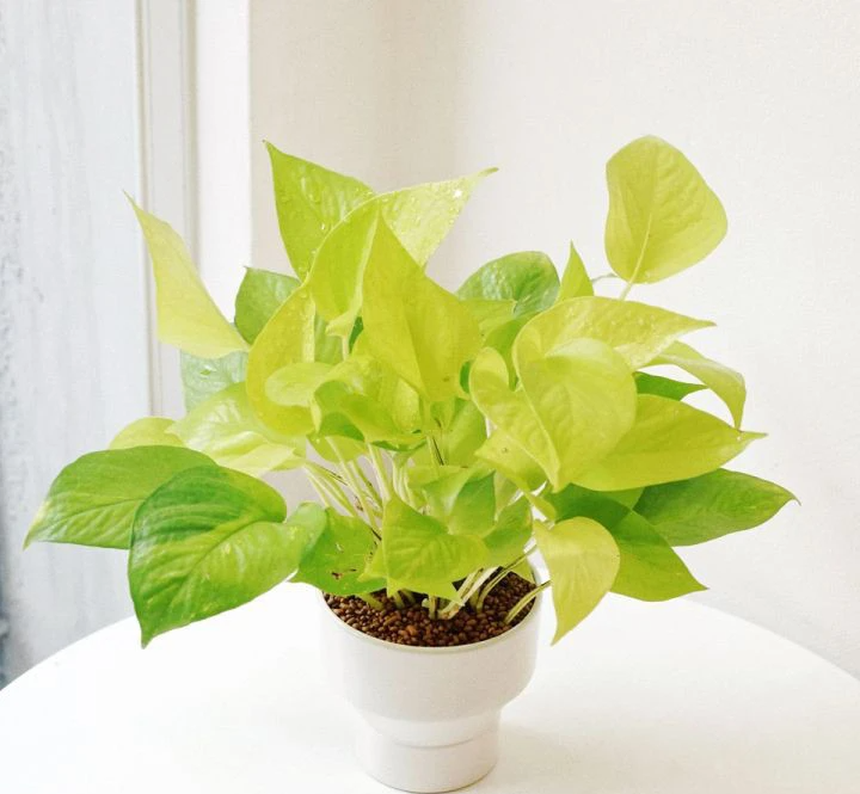 4 loài cây vừa sở hữu ý nghĩa phong thủy tốt đẹp vừa có thể dùng làm thuốc chữa bệnh - Ảnh 1. 4 loài cây vừa sở hữu ý nghĩa phong thủy tốt đẹp vừa có thể dùng làm thuốc chữa bệnh - Ảnh 1.