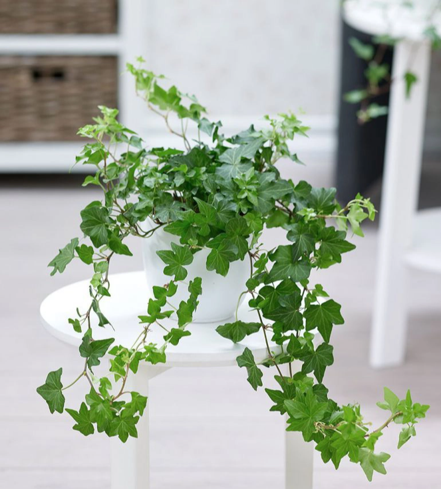 4 loài cây vừa sở hữu ý nghĩa phong thủy tốt đẹp vừa có thể dùng làm thuốc chữa bệnh - Ảnh 4. 4 loài cây vừa sở hữu ý nghĩa phong thủy tốt đẹp vừa có thể dùng làm thuốc chữa bệnh - Ảnh 4.