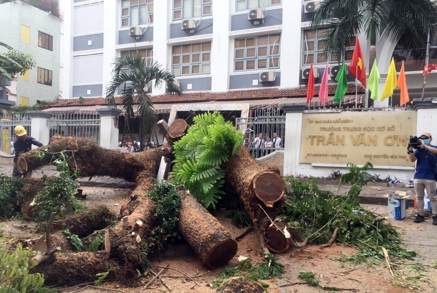 Vụ cây xanh trong trường học bật gốc: Một thai phụ bị thương nghiêm trọng - Ảnh 2.