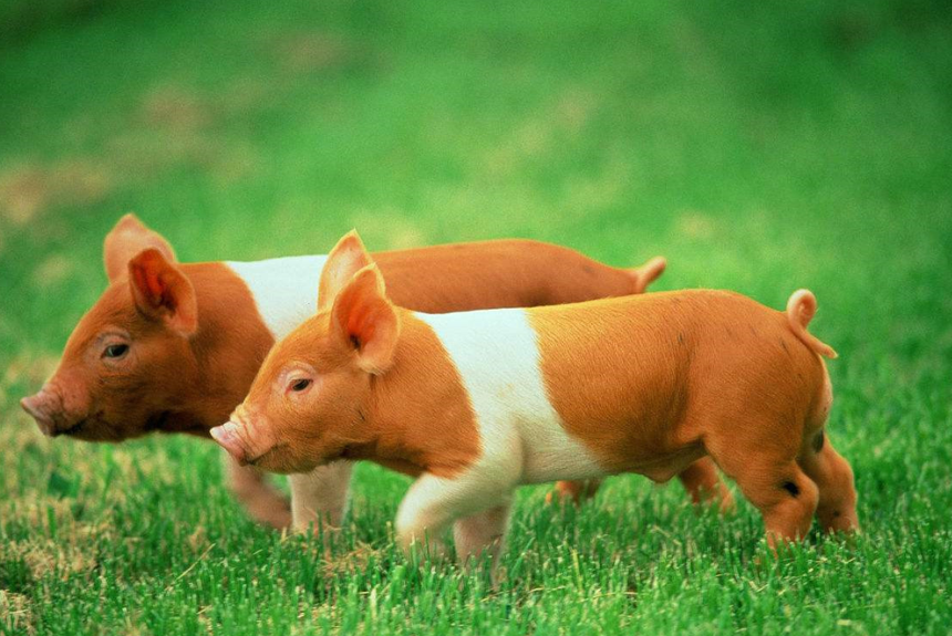 4 con giáp khổ trước sướng sau, cuộc sống viên mãn tuổi xế chiều, con cái hòa thuận, bệnh tật chẳng gọi tên - Ảnh 3.