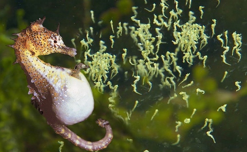 Một loài cá có mặt trên khắp Việt Nam được Trung Quốc coi là 'thần dược', đặc biệt hiệu nghiệm chuyện phòng the - Ảnh 1.