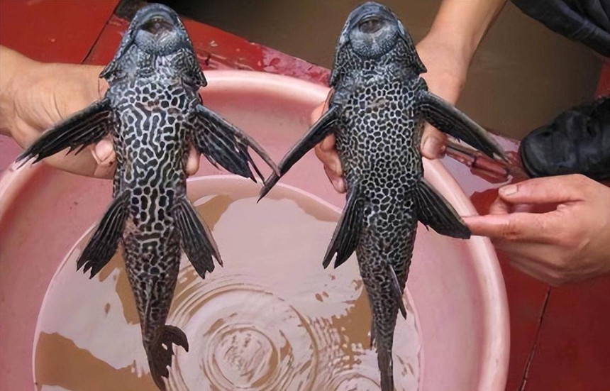 Loài cá 'xấu đến kỳ lạ' bị người Trung Quốc xa lánh, nhưng lại trở thành 'cao lương mỹ vị' trên bàn nhậu Việt Nam - Ảnh 1.