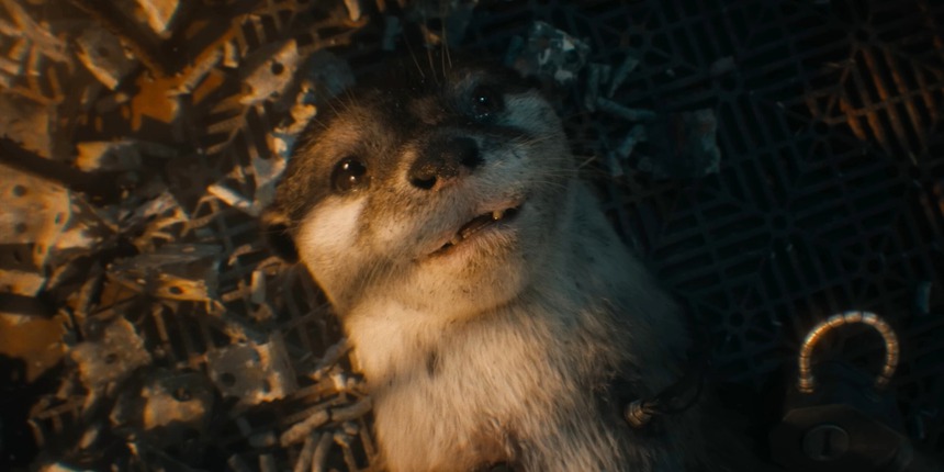 Lý giải thân phận người bạn thơ ấu của Rocket, từng lấy cạn nước mắt của khán giả trong Guardians of the Galaxy 3 - Ảnh 2.