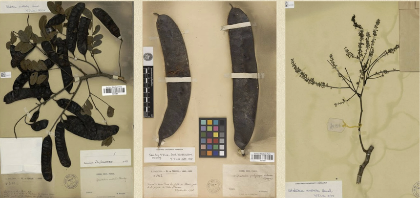 Ở Trung Quốc đắt gấp 10 lần ở Việt Nam: Thứ quả từng gây sốt đến 'cháy hàng' tại Hà Nội vì công dụng 'thần thánh' với ngôi nhà - Ảnh 2.