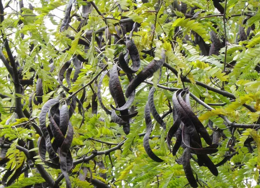 Ở Trung Quốc đắt gấp 10 lần ở Việt Nam: Thứ quả từng gây sốt đến 'cháy hàng' tại Hà Nội vì công dụng 'thần thánh' với ngôi nhà - Ảnh 1.