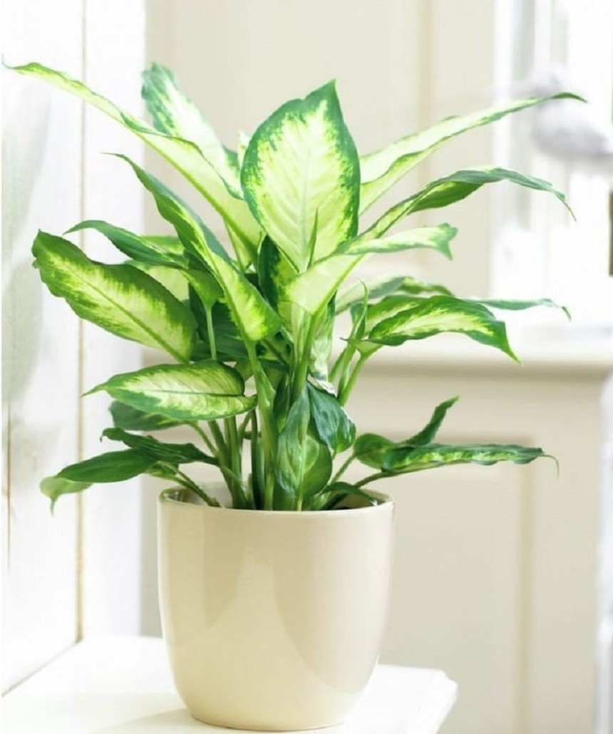 Người giàu thích đặt 5 loài cây phong thủy này trước cửa nhà để càng thêm phú quý giàu sang - Ảnh 1. Người giàu thích đặt 5 loài cây phong thủy này trước cửa nhà để càng thêm phú quý giàu sang - Ảnh 1.