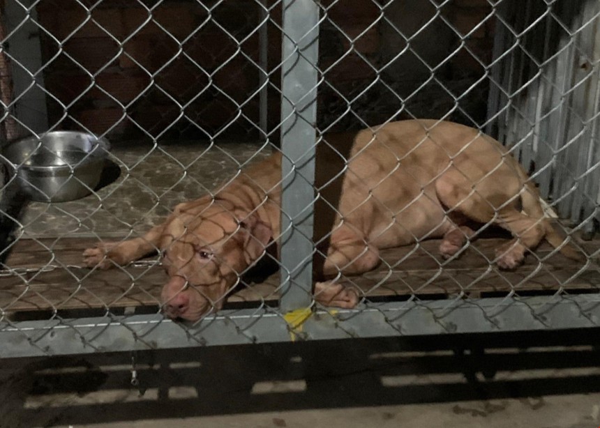 Cụ bà tử vong thương tâm vì chó Pitbull cắn - Ảnh 1.