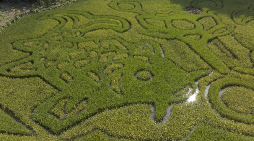 Độc đáo bức tranh 'Lý ngư vọng nguyệt' khắc họa trên cánh đồng lúa tại Ninh Bình - Ảnh 4.