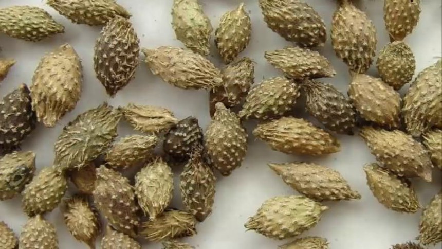 Cây dại ở Việt Nam được nhiều người Trung Quốc coi là 'thần dược' dù có độc, giá bán cao ngỡ ngàng: Nức tiếng suốt hàng nghìn năm - Ảnh 4. Cây dại ở Việt Nam được nhiều người Trung Quốc coi là 'thần dược' dù có độc, giá bán cao ngỡ ngàng: Nức tiếng suốt hàng nghìn năm - Ảnh 4.