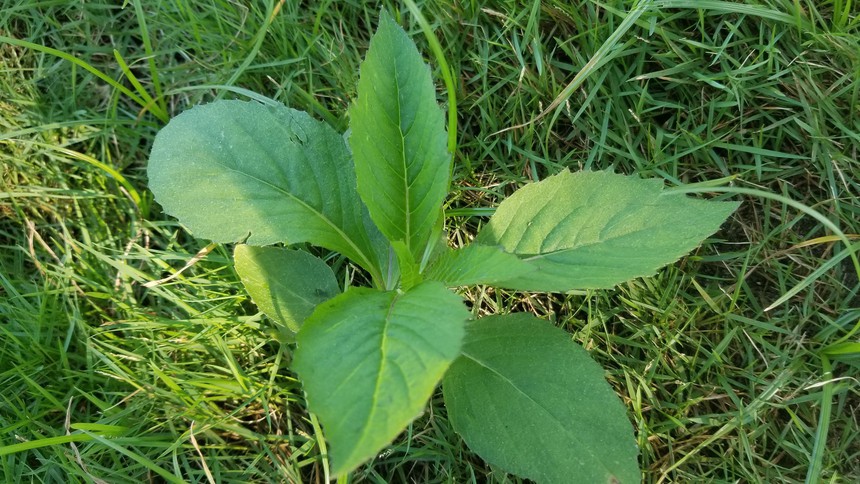 Sống chậm cuối tuần: Món chả nhái và thơ - Ảnh 2.